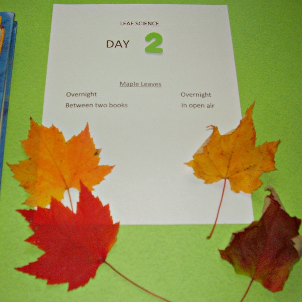 Experiment with fall leaves in preschool